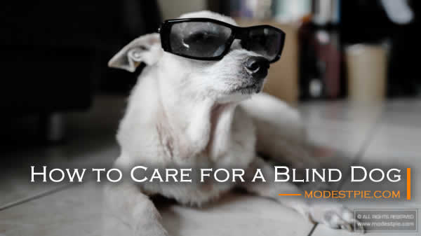 care for a blind dog