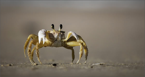 how to eat crab