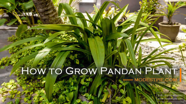 how to grow pandan