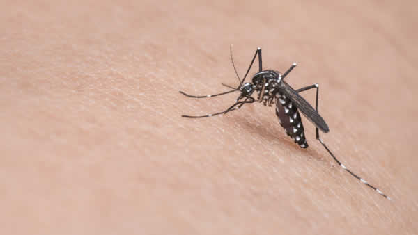 natural mosquito repellent