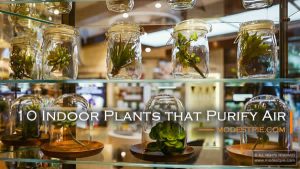 plants that purify air