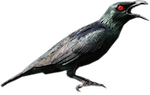 asian glossy starling