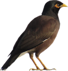 indian mynah