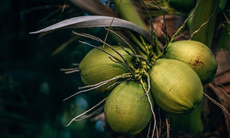 benefits of coconut