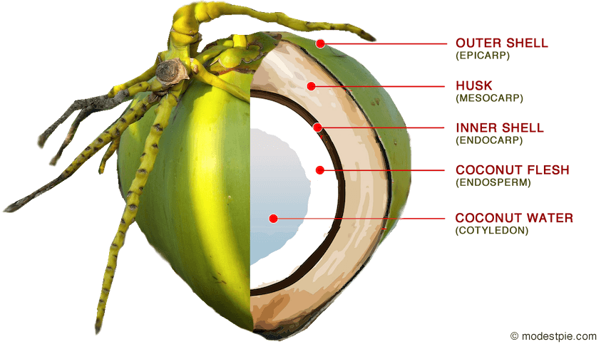 parts of a coconut